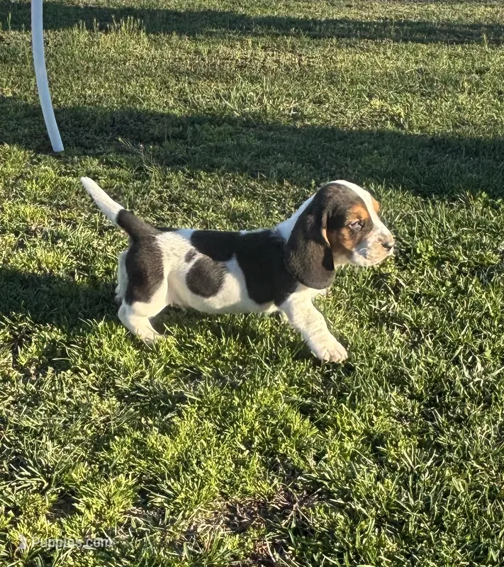 Dan – Basset Hound puppy for sale in Gainesville, MO