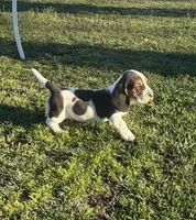 Dan, a male Basset Hound for sale in Gainesville, MO – Photo 1 of 4