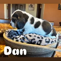 Dan, a male Basset Hound for sale in Gainesville, MO – Photo 4 of 4