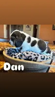 Dan, a male Basset Hound for sale in Gainesville, MO – Photo 2 of 2