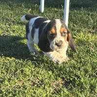 Dan, a male Basset Hound for sale in Gainesville, MO – Photo 2 of 4