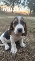 Wheezie, a female Basset Hound for sale in Gainesville, MO – 2 of 3