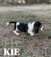Kiara, a female Basset Hound for sale in Gainesville, MO – 3 of 3