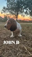 John B, a male Basset Hound for sale in Gainesville, MO – 2 of 3