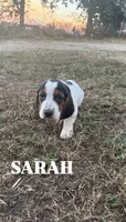 Sarah, a female Basset Hound for sale in Gainesville, MO – 3 of 3