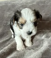 Ethan, a male Yorkshire Terrier for sale in Newport, NH – Photo 4 of 4