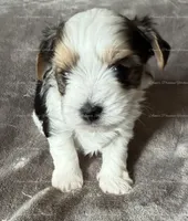 Ethan, a male Yorkshire Terrier for sale in Newport, NH – Photo 3 of 4