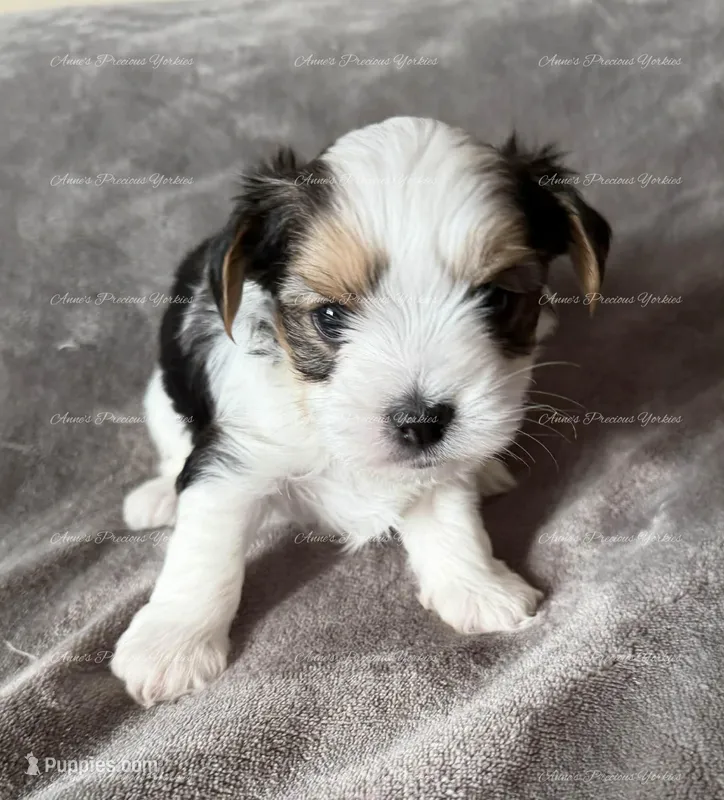 Ethan, a male Yorkshire Terrier for sale in Newport, NH – Photo 1 of 4