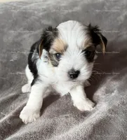 Ethan, a male Yorkshire Terrier for sale in Newport, NH – Photo 1 of 4