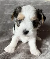 Ethan, a male Yorkshire Terrier for sale in Newport, NH – Photo 2 of 4