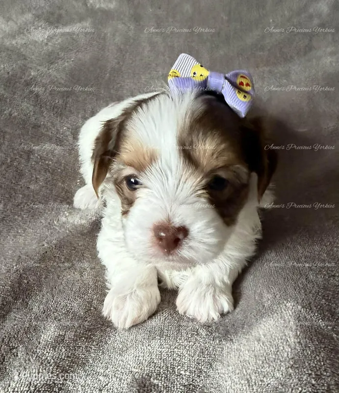 Emerald – Yorkshire Terrier puppy for sale in Newport, NH