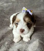 Emerald, a female Yorkshire Terrier for sale in Newport, NH – Photo 1 of 6