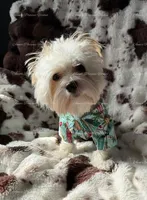 Emerald, a female Yorkshire Terrier for sale in Newport, NH – Photo 5 of 6