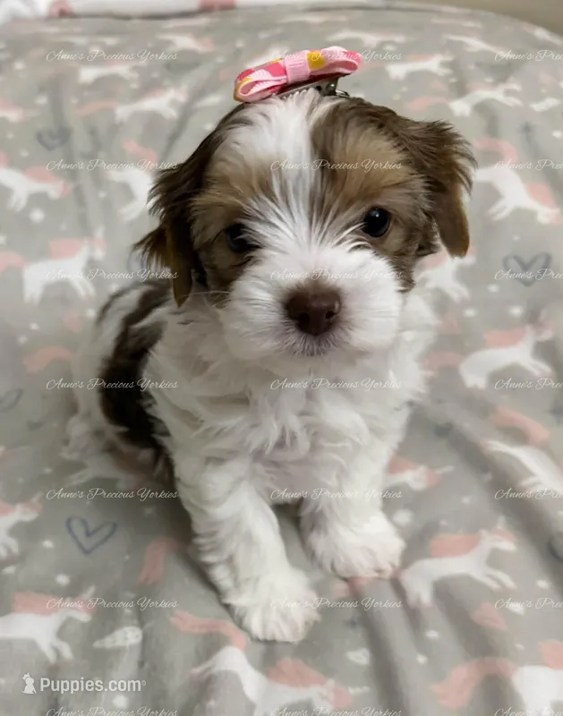 Emerald – Yorkshire Terrier puppy for sale in Newport, NH