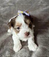 Emerald, a female Yorkshire Terrier for sale in Newport, NH – Photo 4 of 6