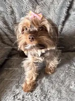 Emerald, a female Yorkshire Terrier for sale in Newport, NH – Photo 6 of 6