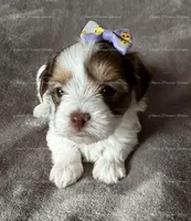 Emerald, a female Yorkshire Terrier for sale in Newport, NH – Photo 2 of 6