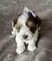 Emerald, a female Yorkshire Terrier for sale in Newport, NH – Photo 3 of 6