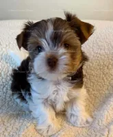 Graham, a male Yorkshire Terrier for sale in Newport, NH – 2 of 5