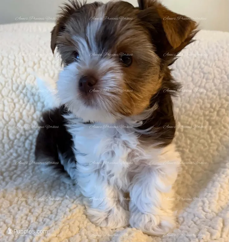 Graham – Yorkshire Terrier puppy for sale in Newport, NH