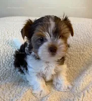 Graham, a male Yorkshire Terrier for sale in Newport, NH – 3 of 5
