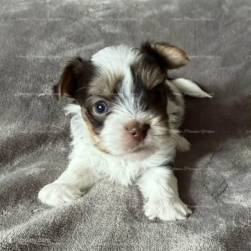 Eddie – Yorkshire Terrier puppy for sale in Newport, NH