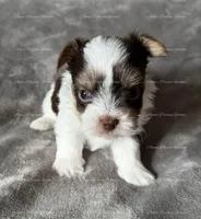 Eddie, a male Yorkshire Terrier for sale in Newport, NH – Photo 3 of 6