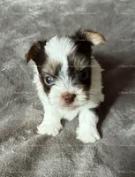 Eddie, a male Yorkshire Terrier for sale in Newport, NH – Photo 4 of 6