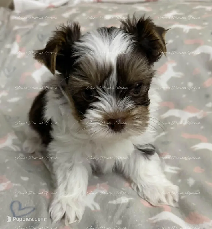 Eddie – Yorkshire Terrier puppy for sale in Newport, NH