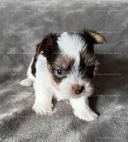 Eddie, a male Yorkshire Terrier for sale in Newport, NH – Photo 2 of 6