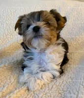 Gabriel, a male Yorkshire Terrier for sale in Newport, NH – 2 of 5