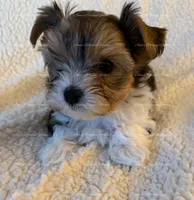Gabriel, a male Yorkshire Terrier for sale in Newport, NH – 3 of 5