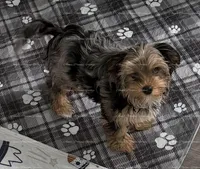 Digger, a male Yorkshire Terrier for sale in Newport, NH – Photo 5 of 7