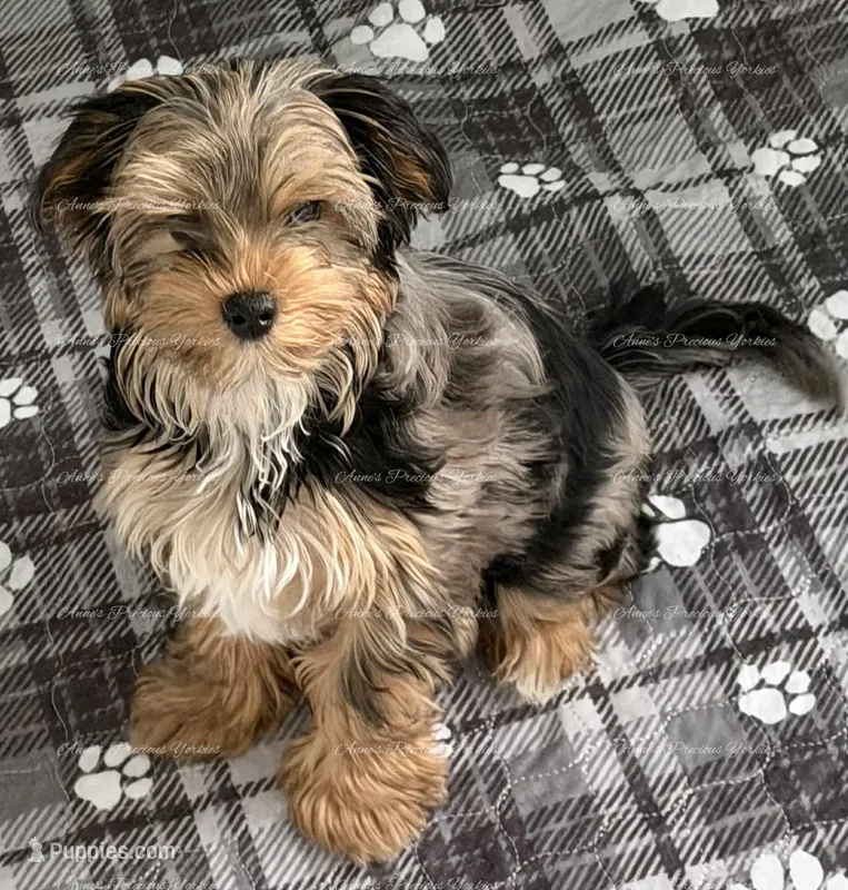 Digger – Yorkshire Terrier puppy for sale in Newport, NH