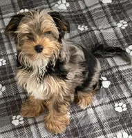 Digger, a male Yorkshire Terrier for sale in Newport, NH – Photo 1 of 7