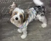 Digger, a male Yorkshire Terrier for sale in Newport, NH – Photo 7 of 7