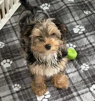 Digger, a male Yorkshire Terrier for sale in Newport, NH – Photo 3 of 7