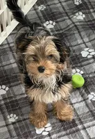 Digger, a male Yorkshire Terrier for sale in Newport, NH – Photo 4 of 7