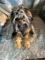 Digger, a male Yorkshire Terrier for sale in Newport, NH – Photo 6 of 7