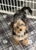 Digger, a male Yorkshire Terrier for sale in Newport, NH – Photo 2 of 7