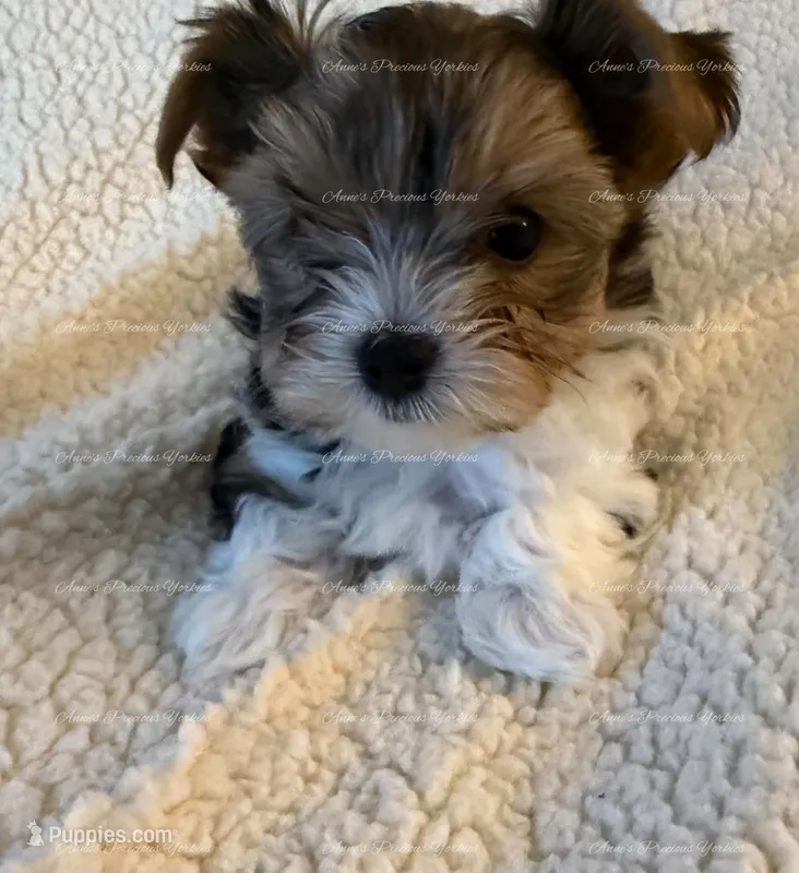 Gabriel – Yorkshire Terrier puppy for sale in Newport, NH