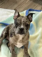 Yellow collar, a male Frenchton for sale in Johnson, VT – Photo 3 of 5