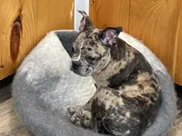 Yellow collar, a male Frenchton for sale in Johnson, VT – Photo 1 of 5