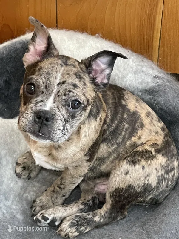 Yellow collar – Frenchton puppy for sale in Johnson, VT