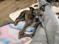 Yellow collar, a male Frenchton for sale in Johnson, VT – Photo 4 of 5