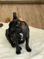 Red collar, a female Frenchton for sale in Johnson, VT – Photo 4 of 7