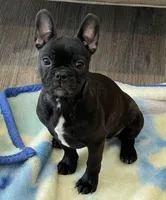 Red collar, a female Frenchton for sale in Johnson, VT – Photo 2 of 7