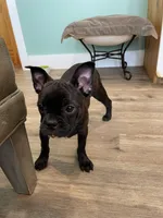 Red collar, a female Frenchton for sale in Johnson, VT – Photo 6 of 7