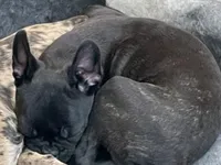 Red collar, a female Frenchton for sale in Johnson, VT – Photo 3 of 7