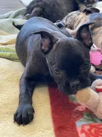 Red collar, a female Frenchton for sale in Johnson, VT – Photo 7 of 7